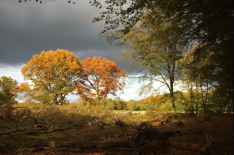 Veluwe bij Hoog Buurlo