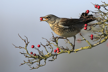 Meer smullen .....