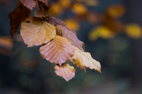 Herfst (3)