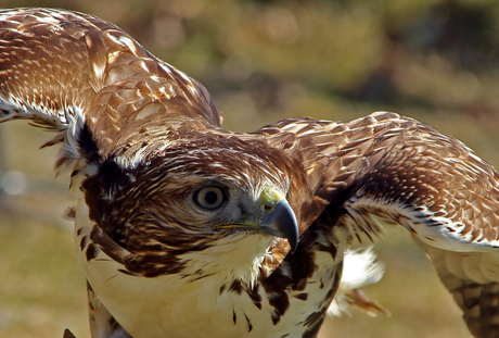 buizerd