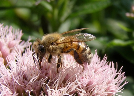 Bij op roze bloem