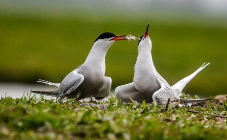 liefdesspel visdiefjes