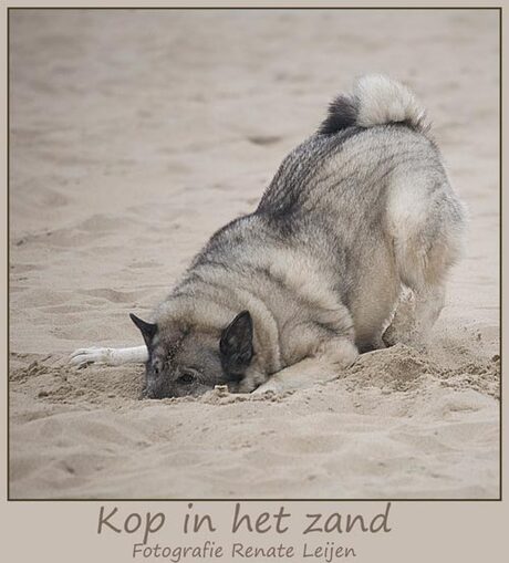 Kop in het zand