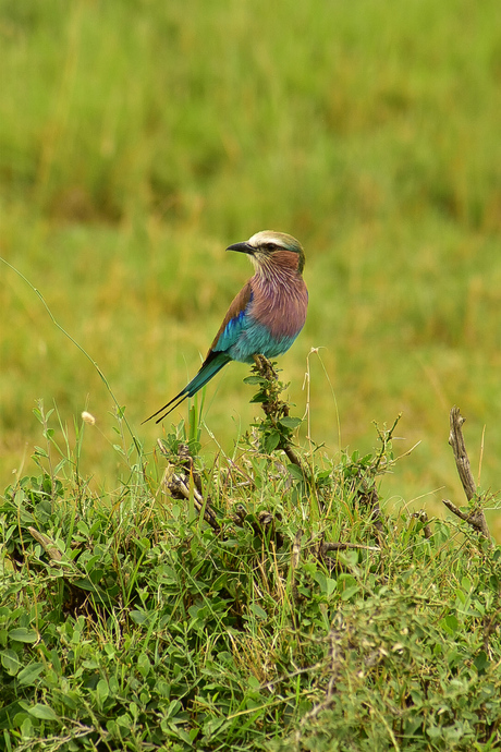 Bird 