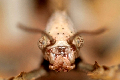 Extatosoma Tiaratum