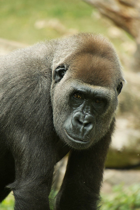 Gorilla