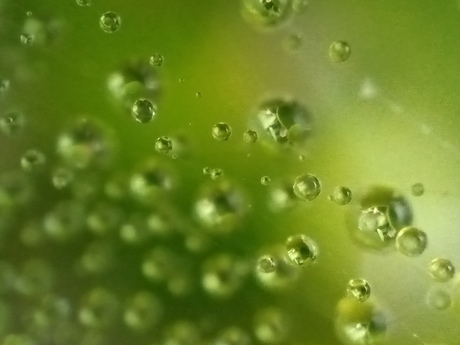 Groen