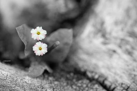 Little White Flowers