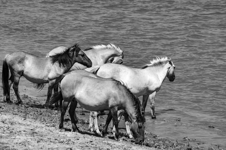 Wilde Paarden
