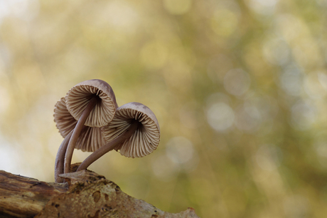 Mycena