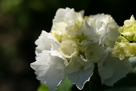 Witte hortensia