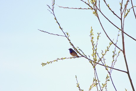Blauwborst