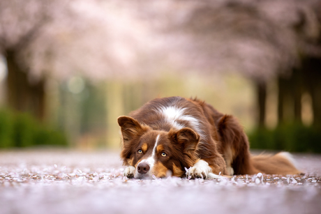 Dreaming 