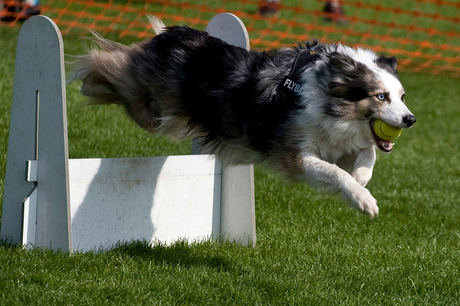 Flyball