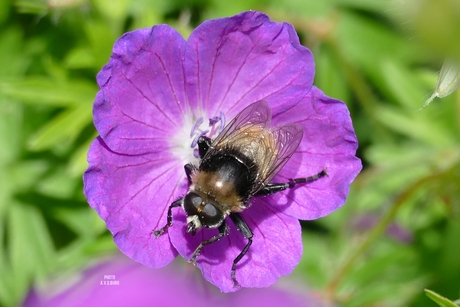 Een bij-achtig insect op de Geranium ooievaarsbek.