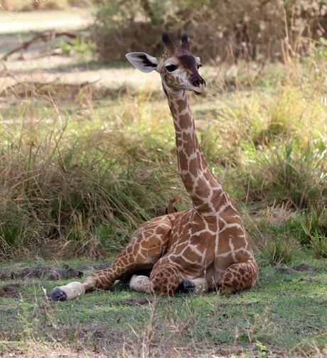 Safari Tanzania