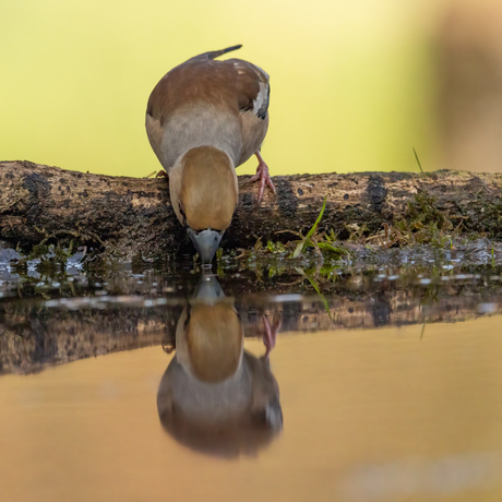 Appelvink