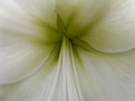 Inside amaryllis 