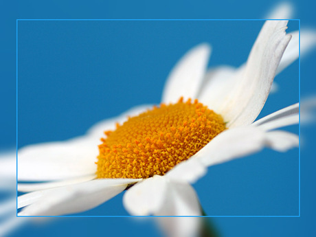 Margrietje