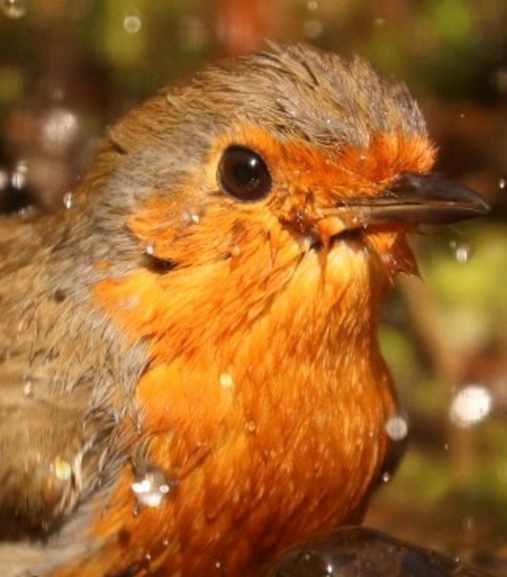 Roodborst 