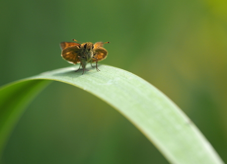 Gebogen Groen...