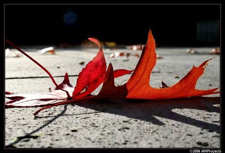 Herfst zon, zo'n herfst 2