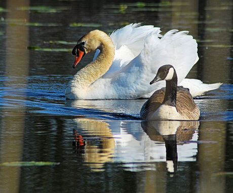 zwaan en gans