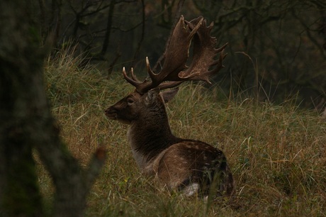 Damhert bok