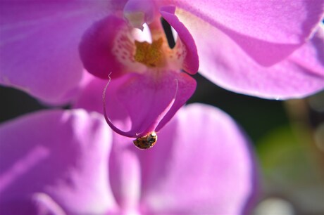 orchidee met lieveheersbeestje