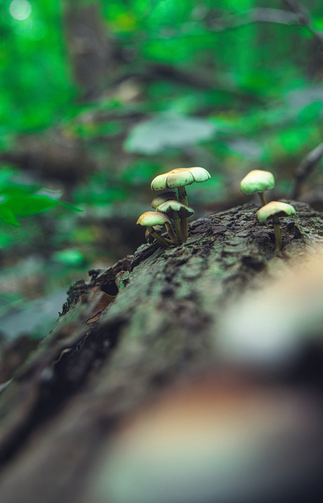 Dood hout doet leven 2