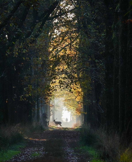 Mist en het zonnetje in het bos