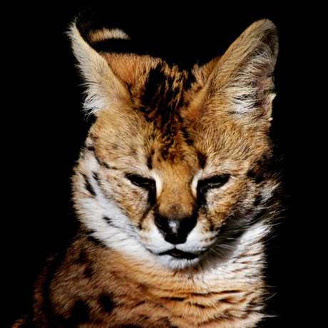 Serval