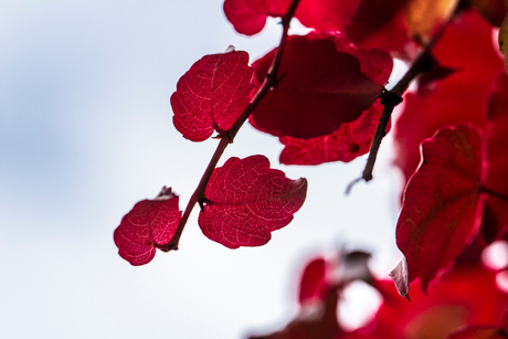 Druivenplant in herfst