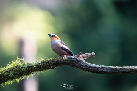 Appelvink