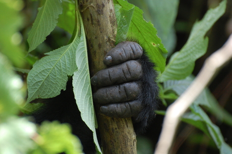 Hand van gorilla om boomstammetje