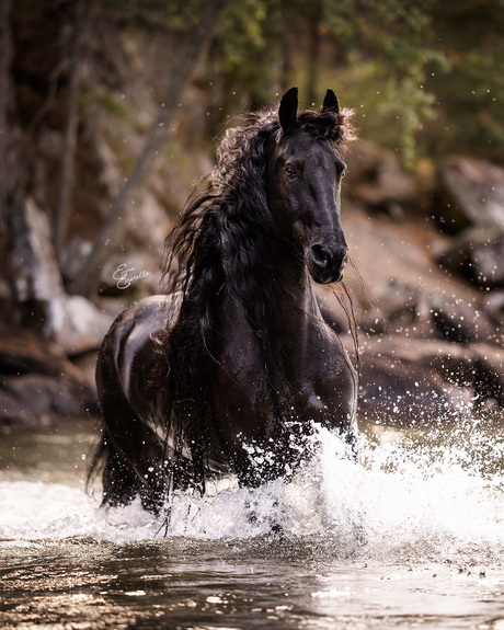 Friesian stallion