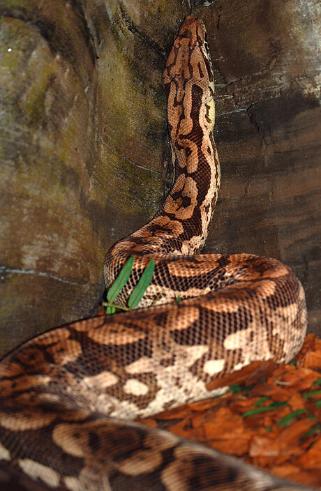 Als hij maar niet om kijkt!