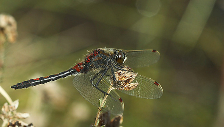 Noordse witsnuitlibel.