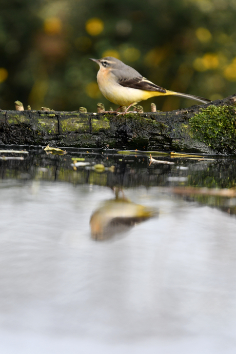 Grote gele kwikstaart