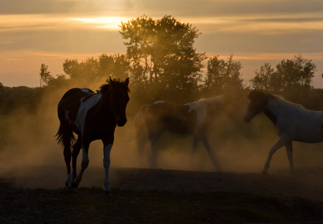 Lonesome rider