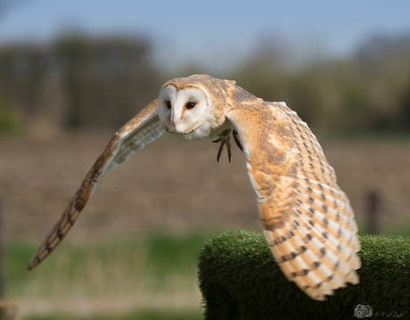 kerkuil in vlucht