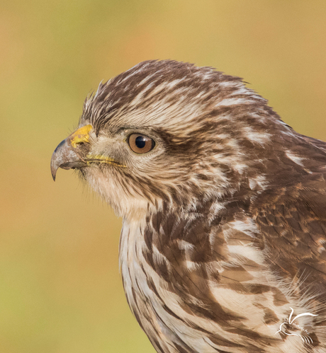 Buizerd close up