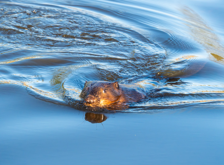 bever