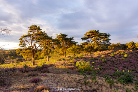 Brunssummerheide