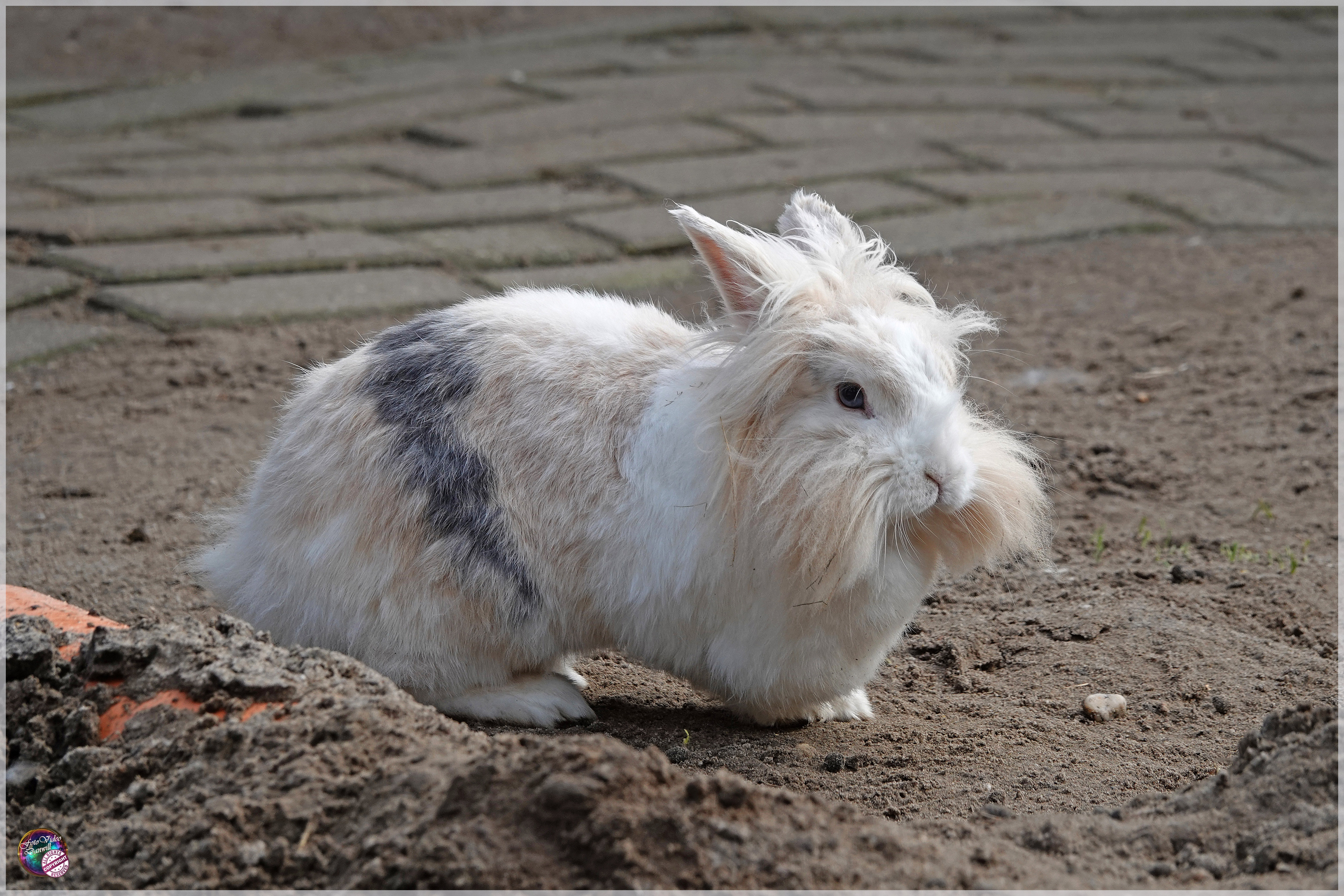 Leeuwenkop konijn ... - Je zou hem toch zo meenemen als knuffeltje.
Maar ja, het blijft een knuffeltje dat eet, bijt en dropjes achterlaat met een ander geurtje ... - foto door fotovideodanwill op 25-11-2024 - locatie: Koperen Ezel Recreatiebedrijf De, Kopermolenweg, Epe, Nederland - deze foto bevat: sony, dsc-rx10m4, iso 125, diafragma ƒ/4, sluitertijd 1/250s, brandpuntafstand 117.29mm, konijn, konijnen en hazen, bakkebaarden, ree, tam konijn, landdier, snuit, hondenras, bond, bodem