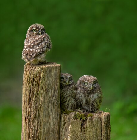 3 jonge steenuiltjes.