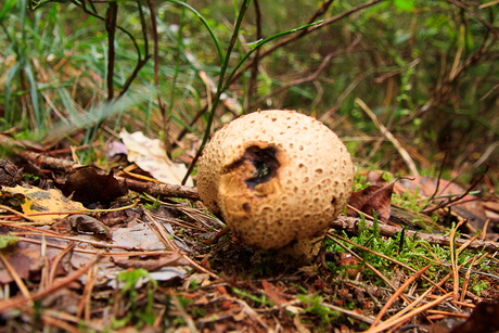 Gestippelde paddenstoel