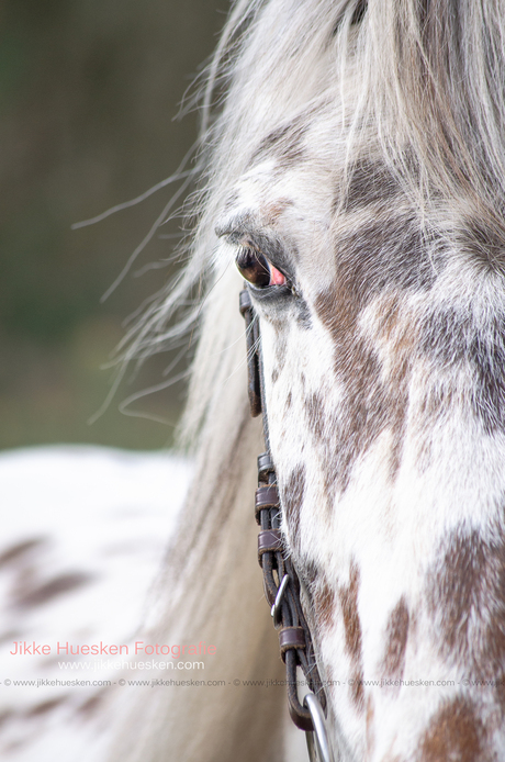 Door het oog van het paard