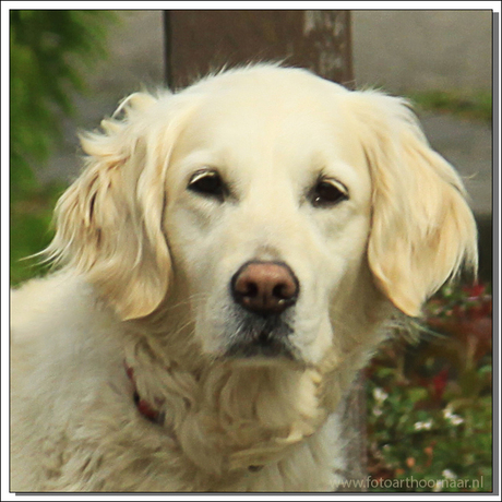 Golden retriever