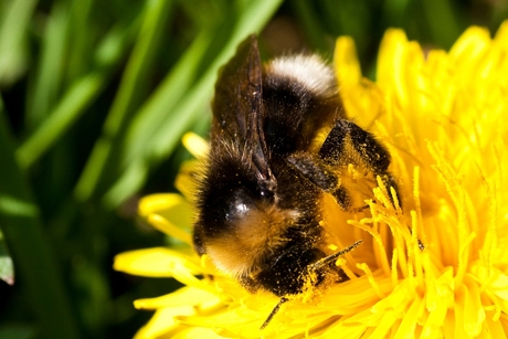 Hommel